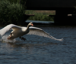 Natuurfotografie