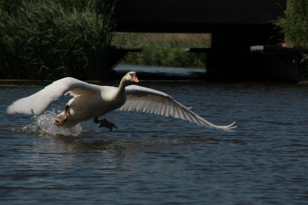 Natuurfotografie