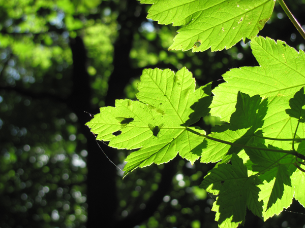 Natuurfotografie